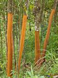 Ceylon cinnamon tree